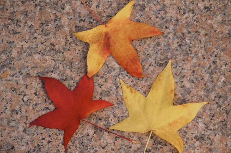 Udazkenaren amaiera olerkigintza olerkia  