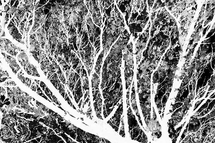 Branches  