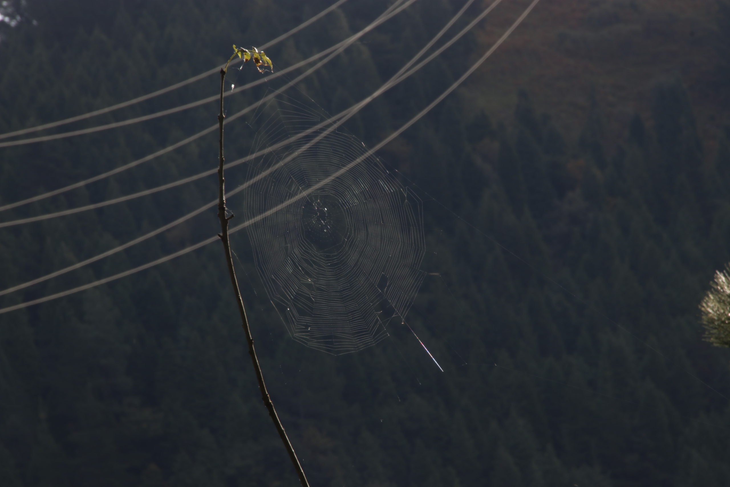 Muga lausoa Muga lausoa