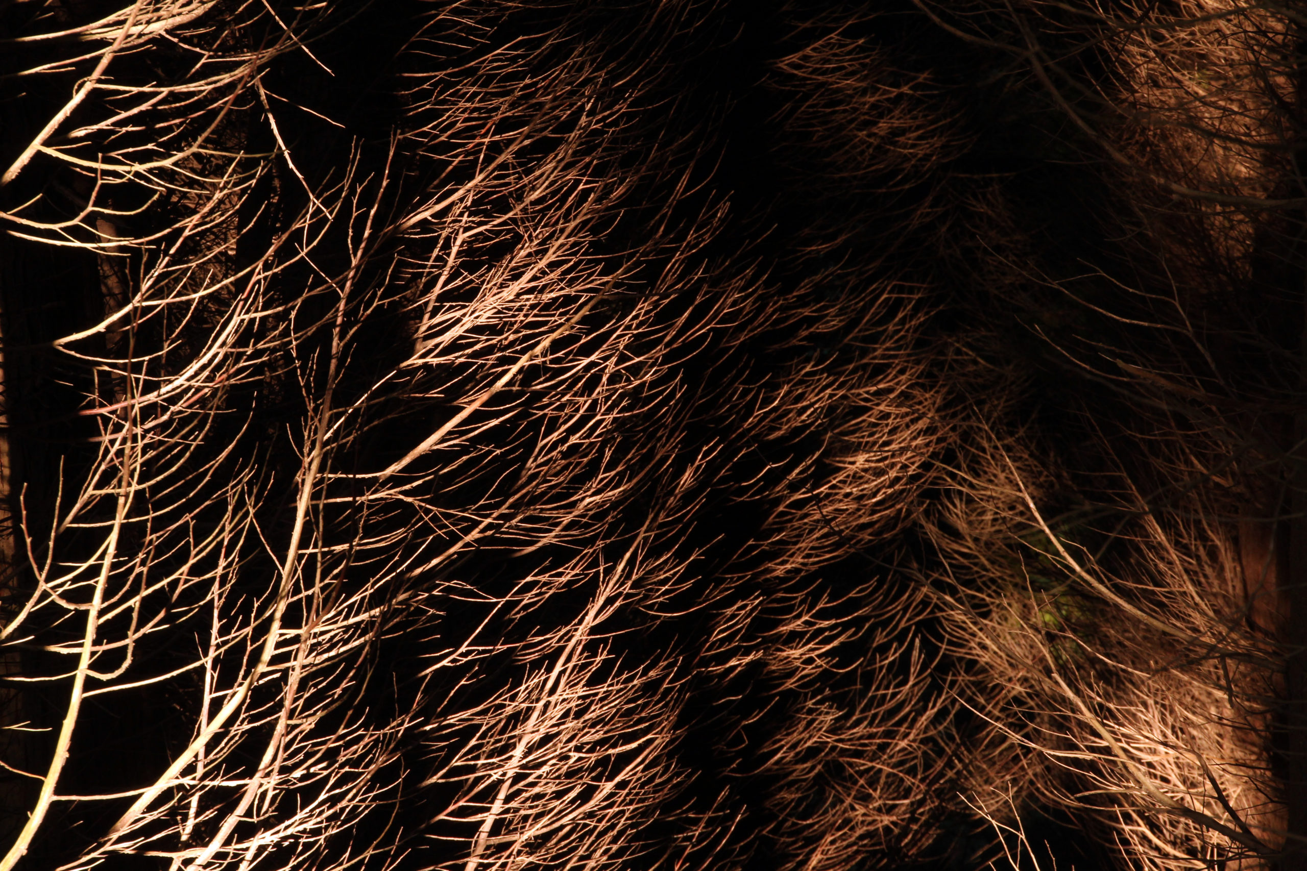 Muga lausoa Muga lausoa