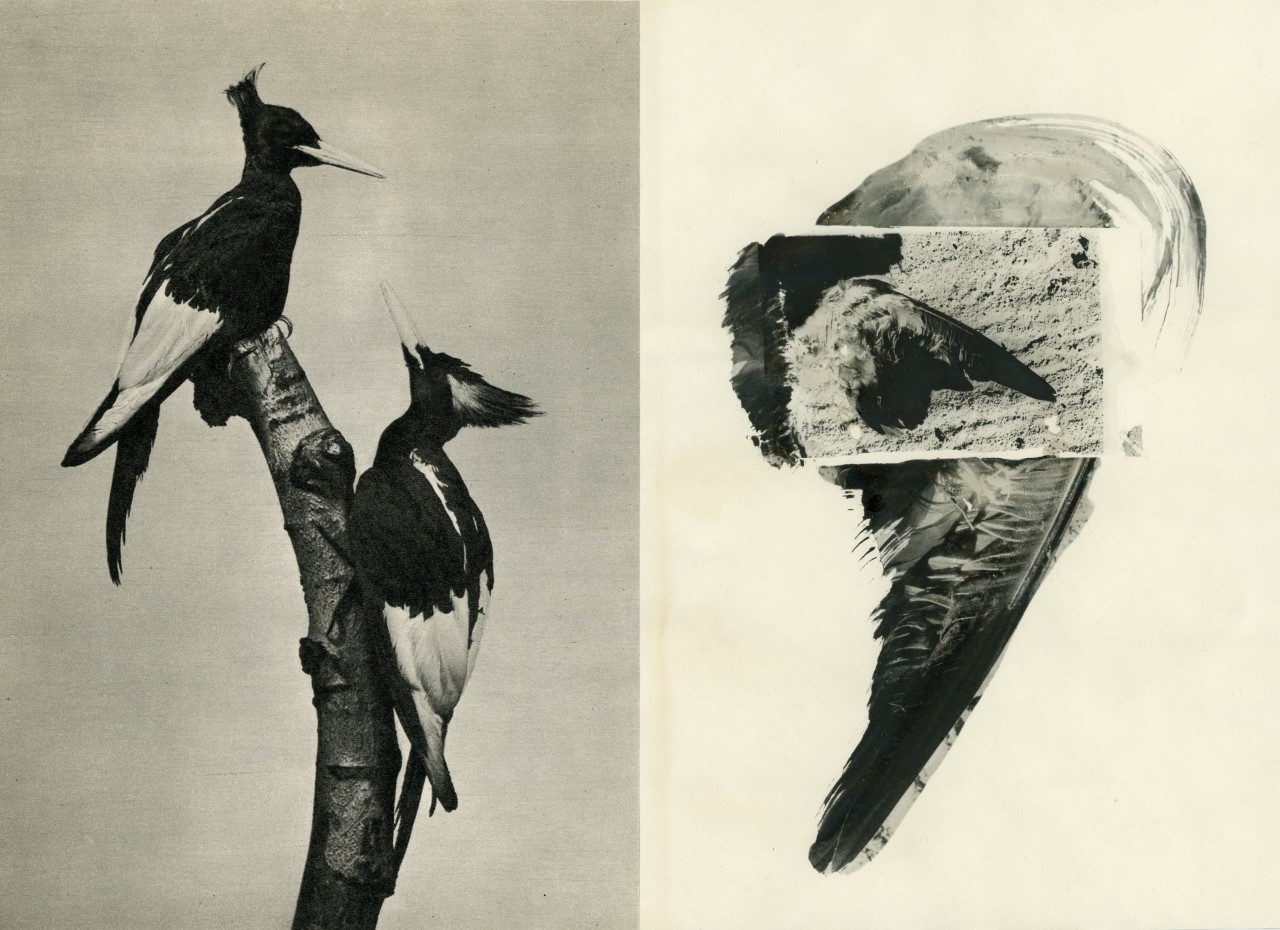 Ícaro. Una relectura del mito  